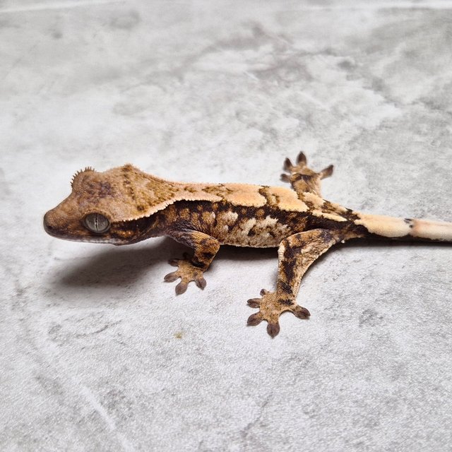 세이블 100%헷아잔틱