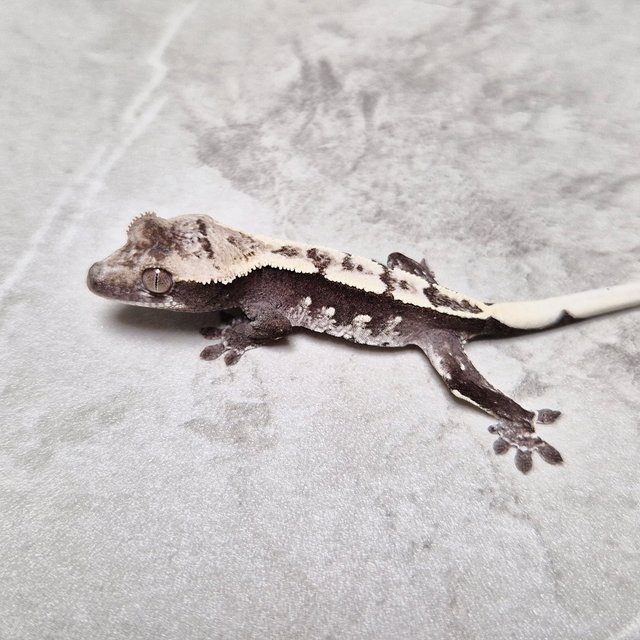 Axanthic