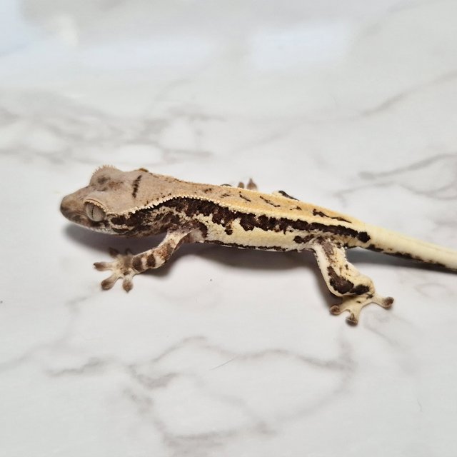 Lilly 100% Het Axanthic 100% Het Axanthic Frappuccino