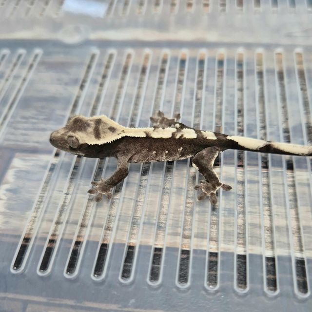 아잔틱