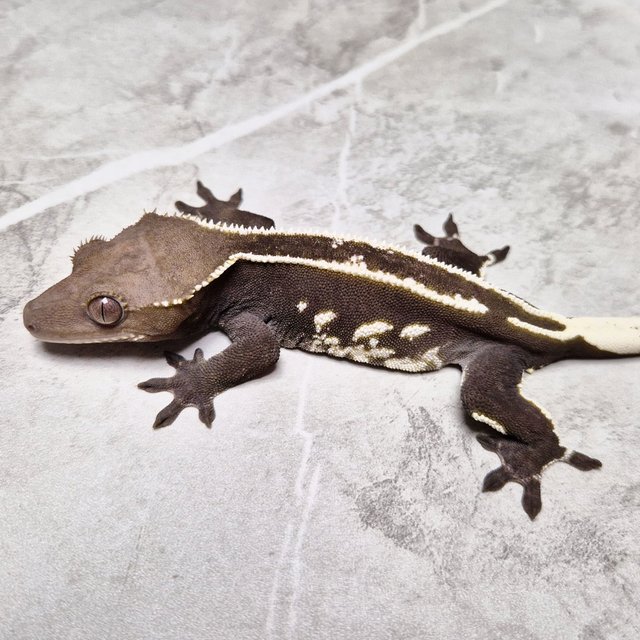 Axanthic