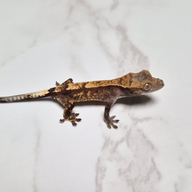 세이블 100%헷아잔틱