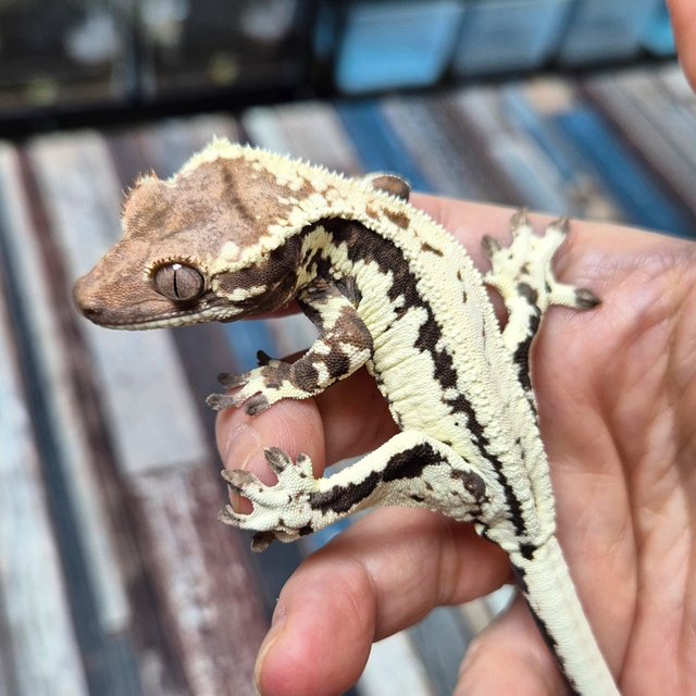 100% Het Axanthic Frappuccino