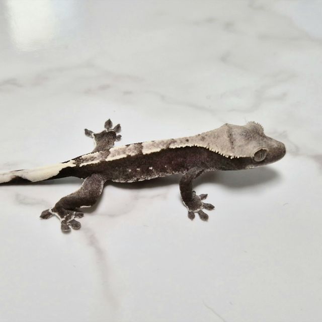 아잔틱