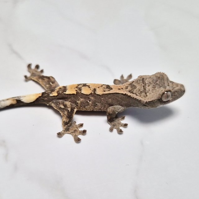 세이블 100%헷아잔틱