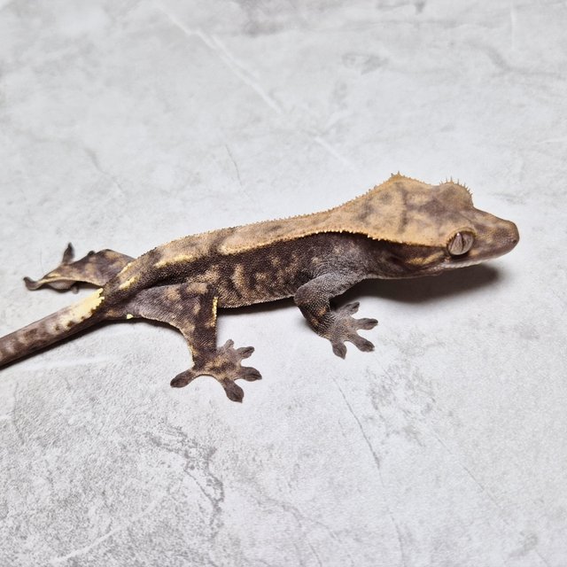 Sable 100% Het Axanthic