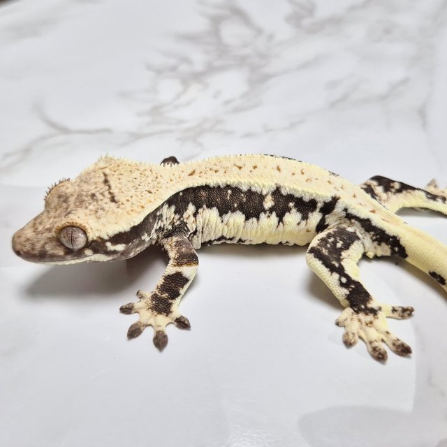 릴리100%헷아잔틱