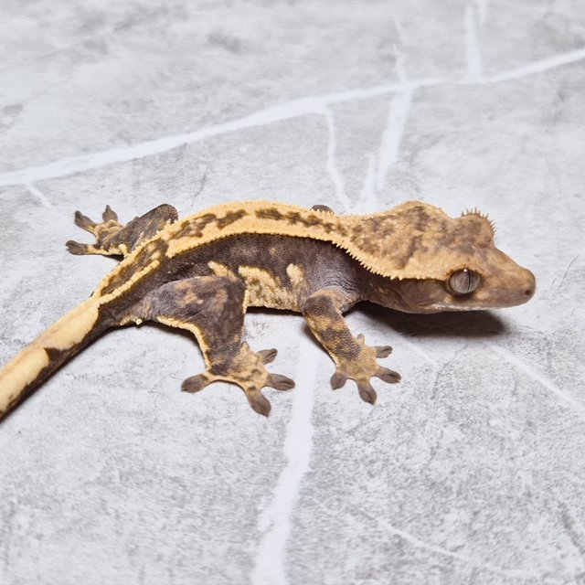 100% Het Axanthic