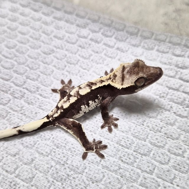 White Crown Axanthic