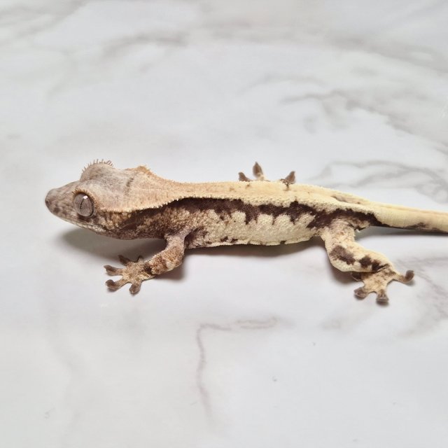 릴리 세이블 100%헷아잔틱 세이블 릴리100%헷아잔틱