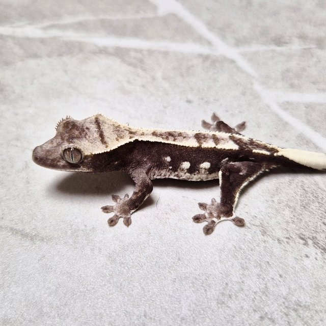 Axanthic
