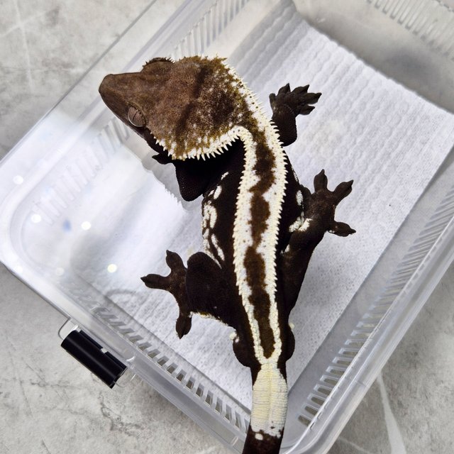 Super Stripe Axanthic White Crown