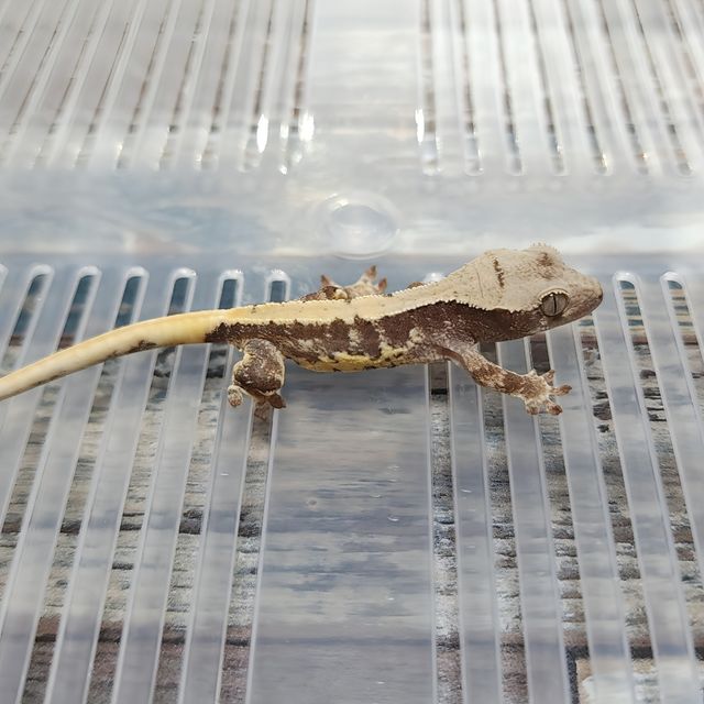 Lilly 100% Het Axanthic