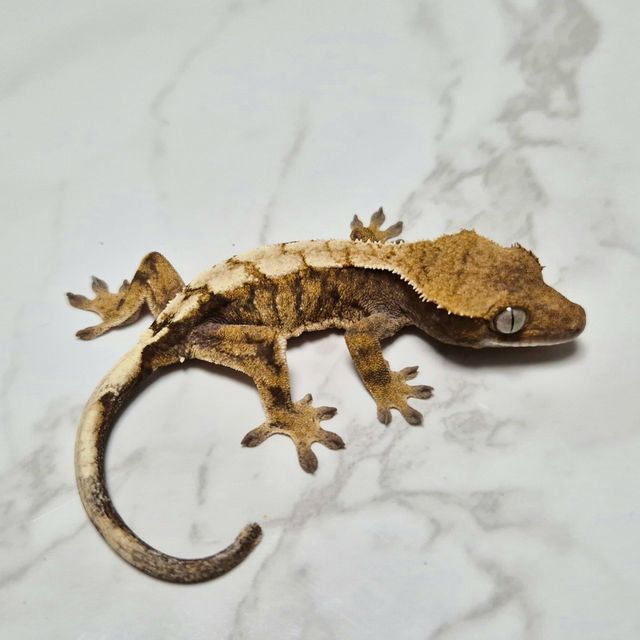 세이블