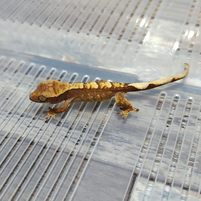 100%헷아잔틱