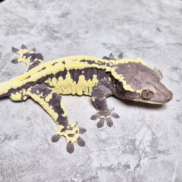 Frappuccino Lilly Axanthic Axanthic