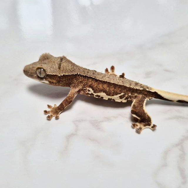 Lilly 100% Het Axanthic