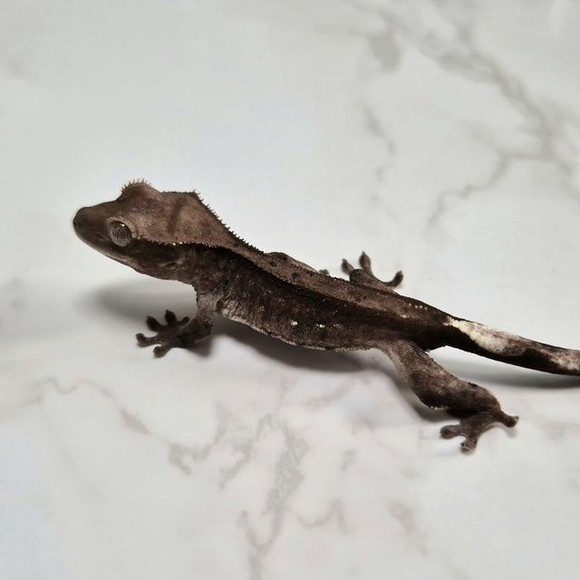 아잔틱