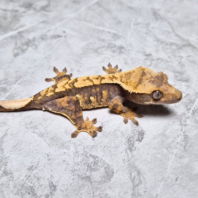 100% Het Axanthic