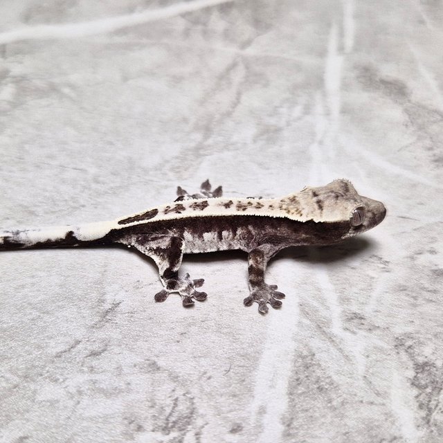 Cappuccino Axanthic
