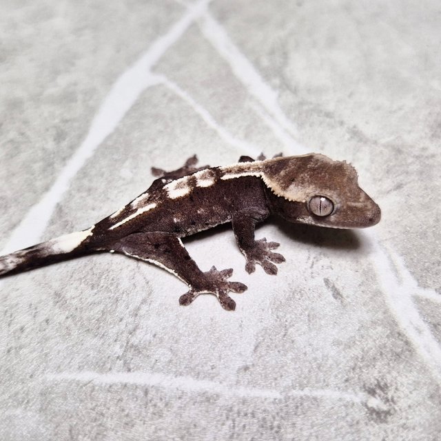 Axanthic