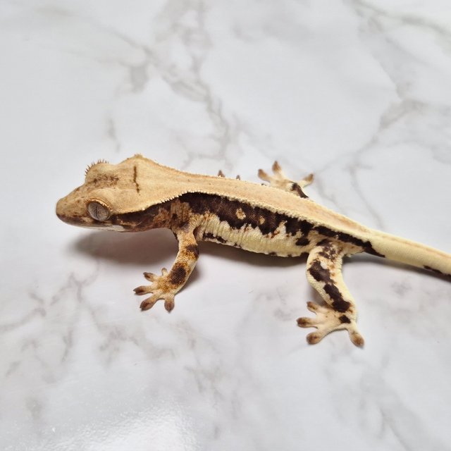 릴리100%헷아잔틱