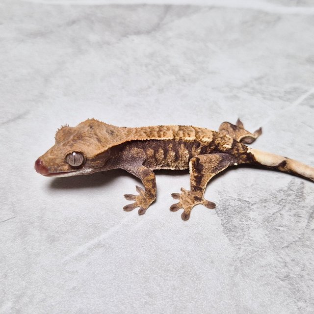 Sable 100% Het Axanthic