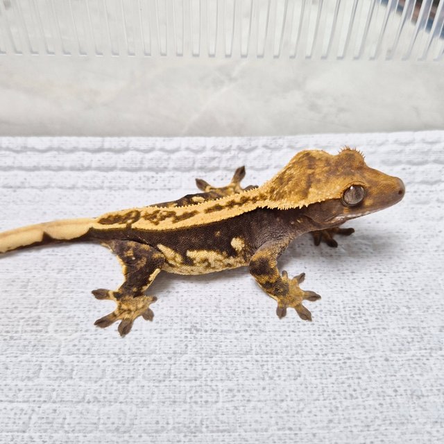 Pinstripe 100% Het Axanthic