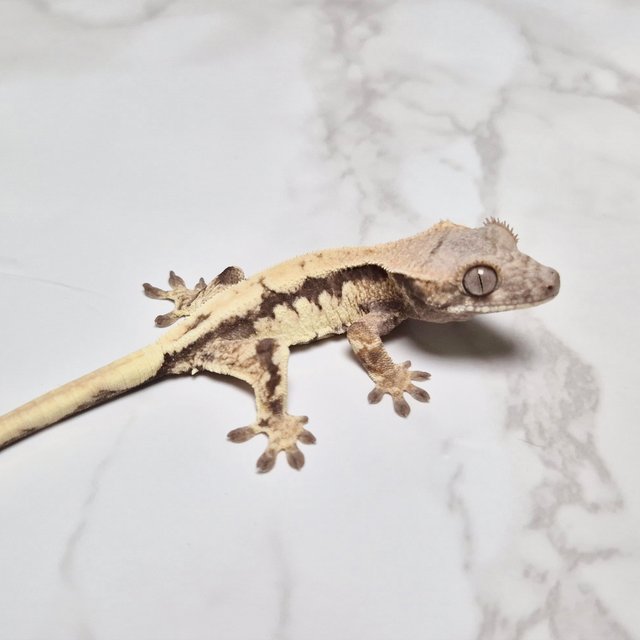 릴리 세이블 100%헷아잔틱 세이블 릴리100%헷아잔틱