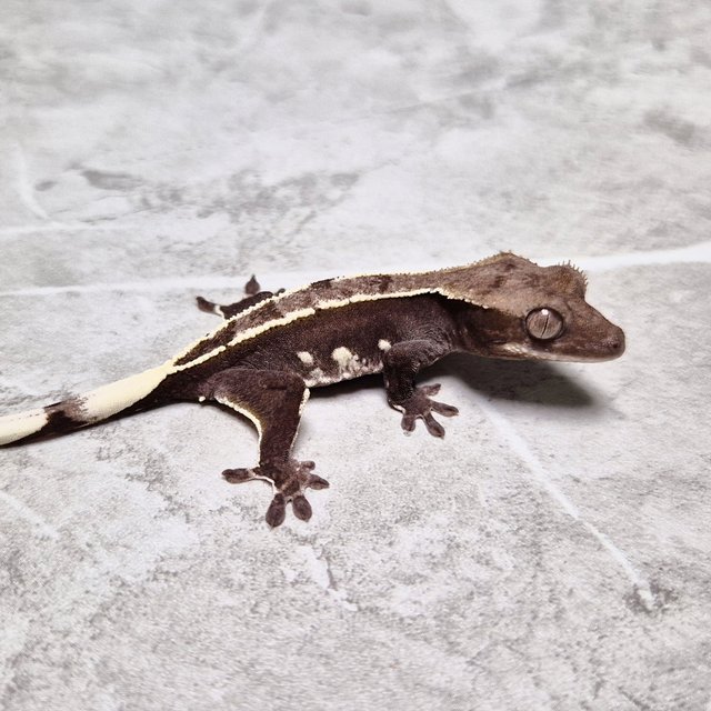 Axanthic