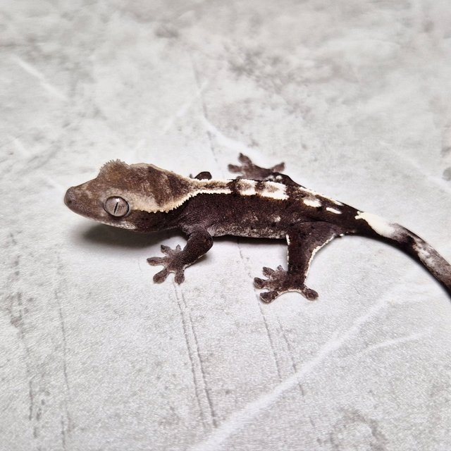 Axanthic