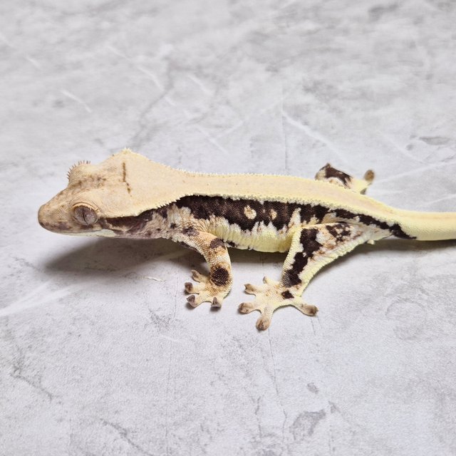 Lilly 100% Het Axanthic