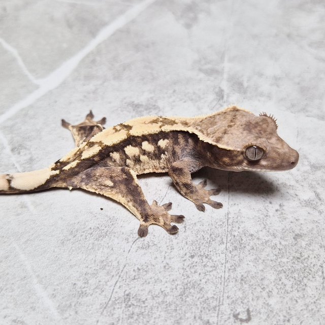 Sable 100% Het Axanthic