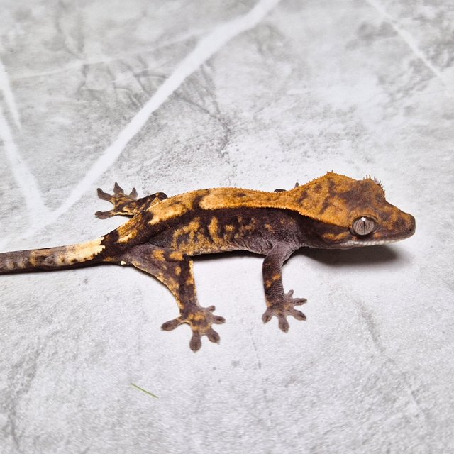 Sable 100% Het Axanthic