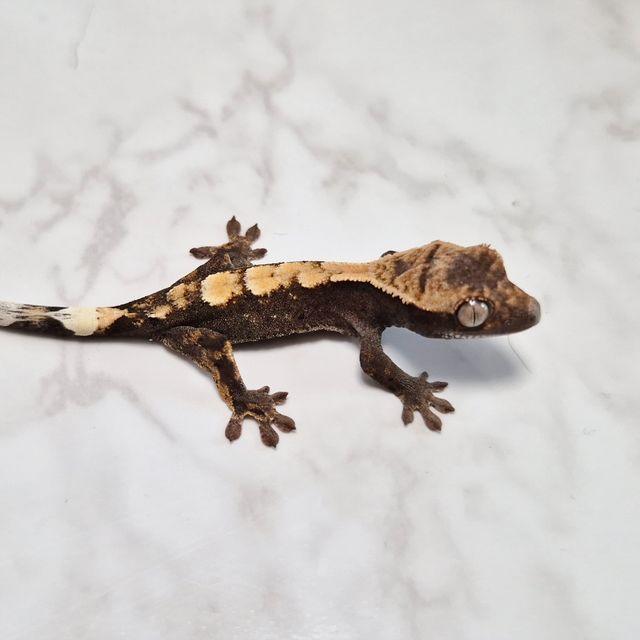 세이블 100%헷아잔틱