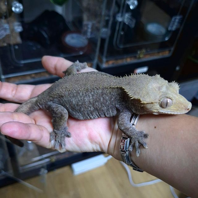 아잔틱