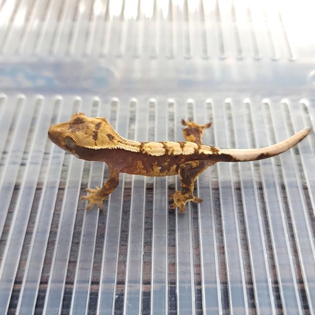 100%헷아잔틱