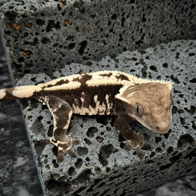 Cappuccino Axanthic