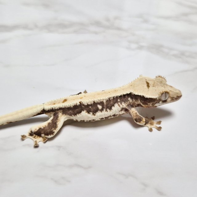 릴리100%헷아잔틱