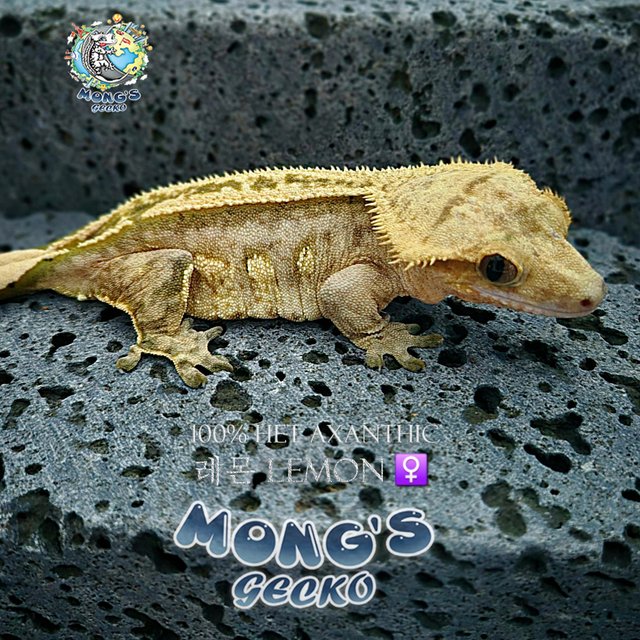100% Het Axanthic Super Stripe Empty Back