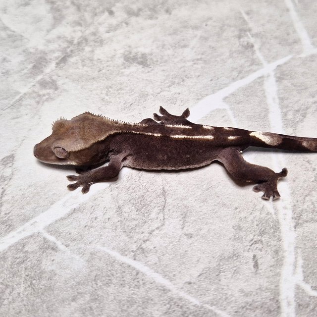 Axanthic
