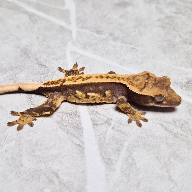 100% Het Axanthic