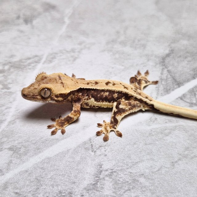 Lilly 100% Het Axanthic