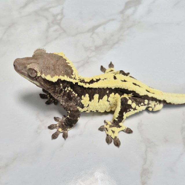 Lilly Axanthic Frappuccino Axanthic