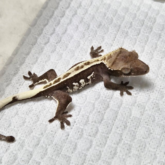 Axanthic White Crown Super Stripe