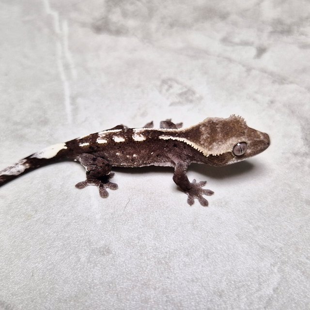 Cappuccino Axanthic