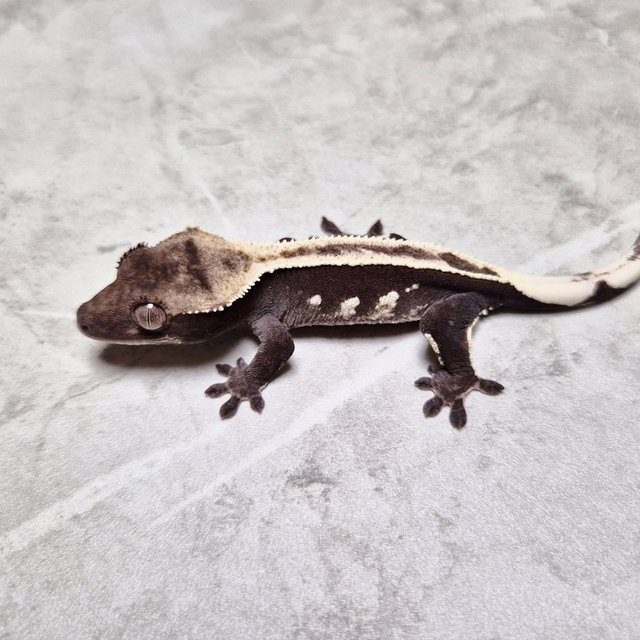 Axanthic Super Stripe