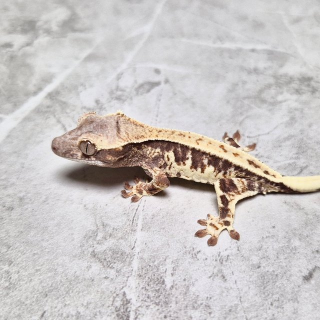 LW Sable Lilly 100% Het Axanthic 100% Het Axanthic Sable