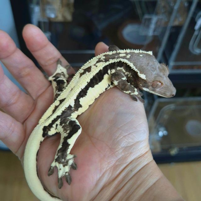 프라푸치노 100%헷아잔틱