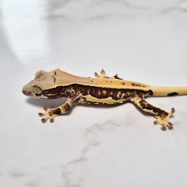 릴리100%헷아잔틱